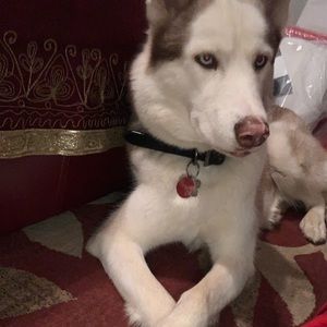 Meet your Posher, Dominick